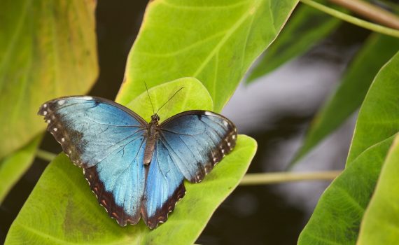 blue and black butterfly on green leaf during daytime